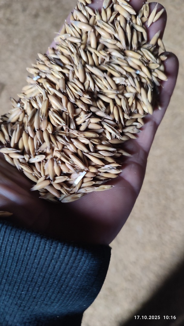 I am selling oats, purchased from the central plant a year ago, dry and clean, about 15 tons, please