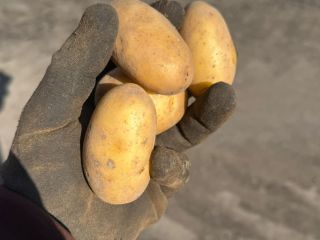 FOR SALE: Baby Potatoes 22-40mm – Gala & Queen