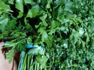 Fresh delivery of parsley from Uzbekistan, the goods can