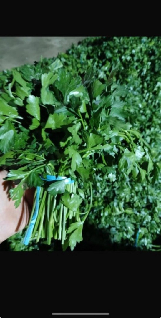 Fresh delivery of parsley from Uzbekistan, the goods can be seen in Warsaw's Bronisze district, please come and see them