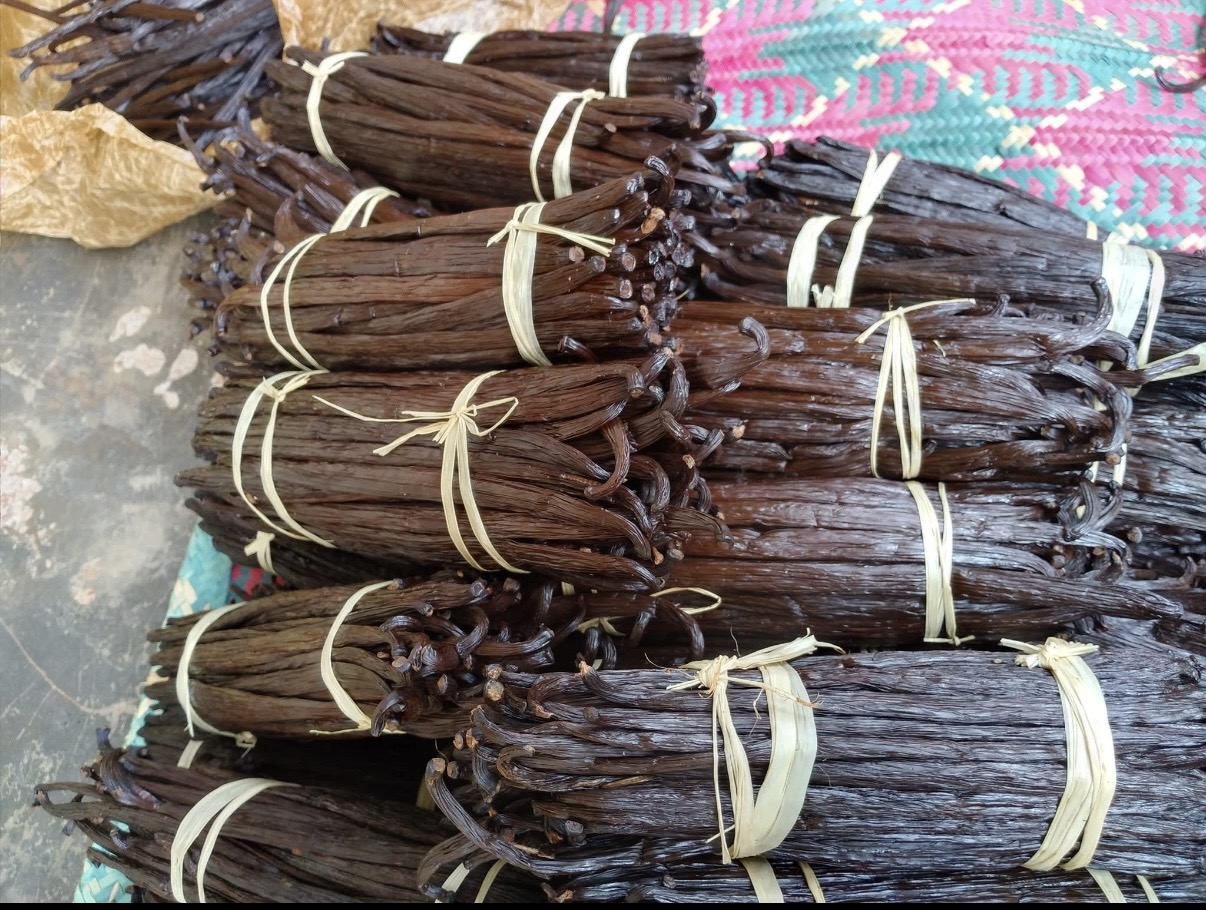 Fresh vanilla beans (Bourbon variety) from Uganda