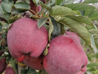 I have in offer apples of the Red Chief