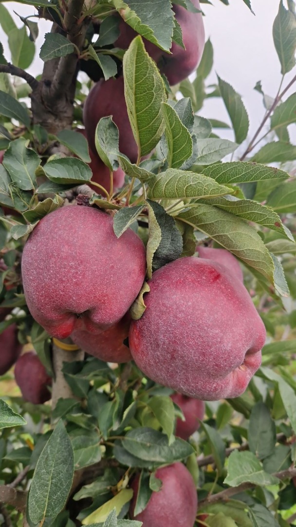 I have in offer apples of the Red Chief variety, size 65 -85, high quality, GLOBALG.A.P