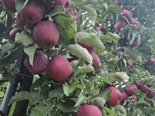 I have in offer apples of the Red Jonaprince