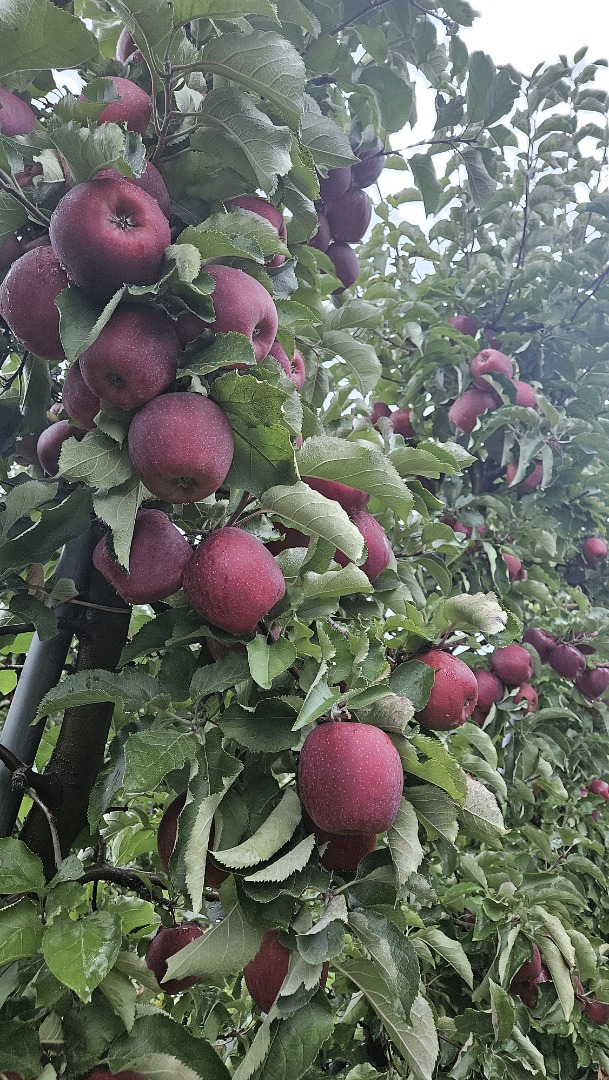 I offer Red Jonaprince apples, size 65/85, with KA Certificate; GLOBALG.AP GGN