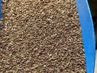 A farm with many years of experience in cumin