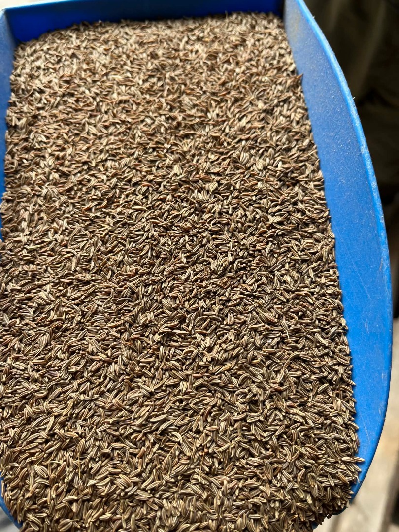 A farm with many years of experience in cumin cultivation is looking to collaborate on the sale of common cumin