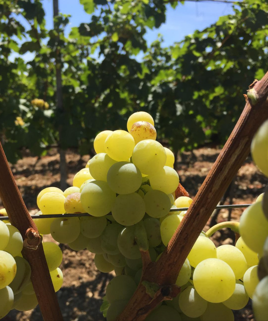 Sale of high quality Hungarian Tokaj grapes