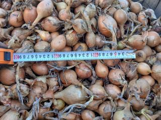 I will sell onions of the Bila variety, medium