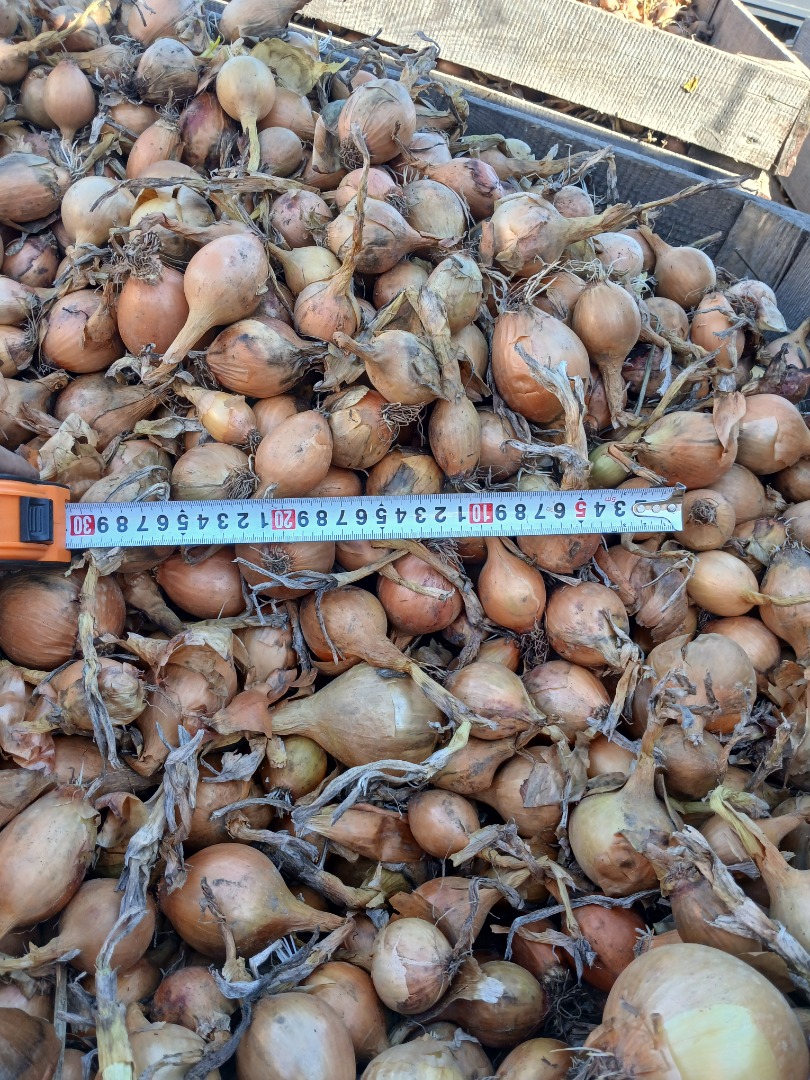 I will sell onions of the Bila variety, medium caliber, phone no