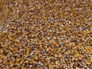 I am selling 8 tons of corn. Dried naturally