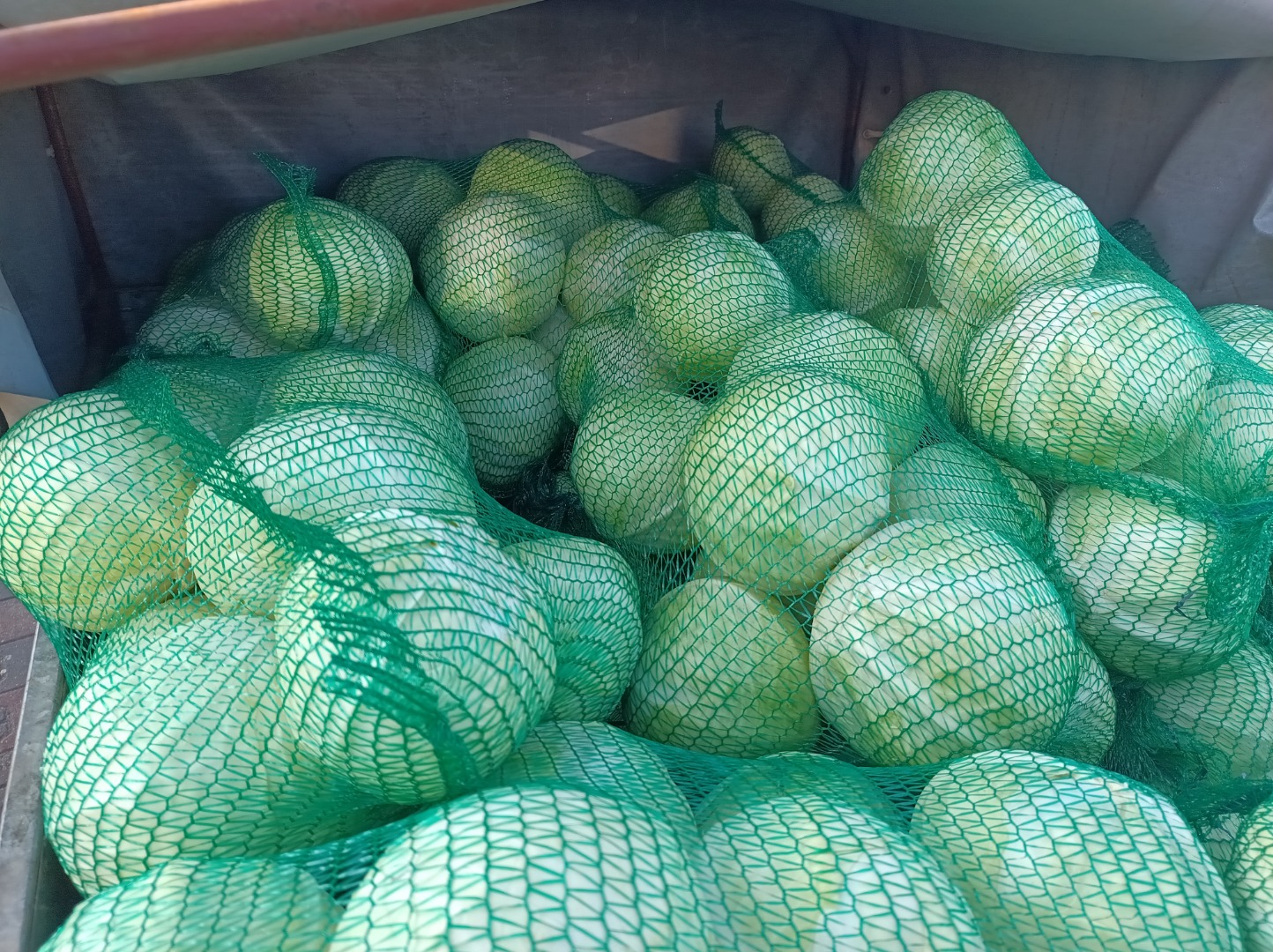 White cabbage, Storka variety, weighs 1-3 kg, remains healthy and green after storage