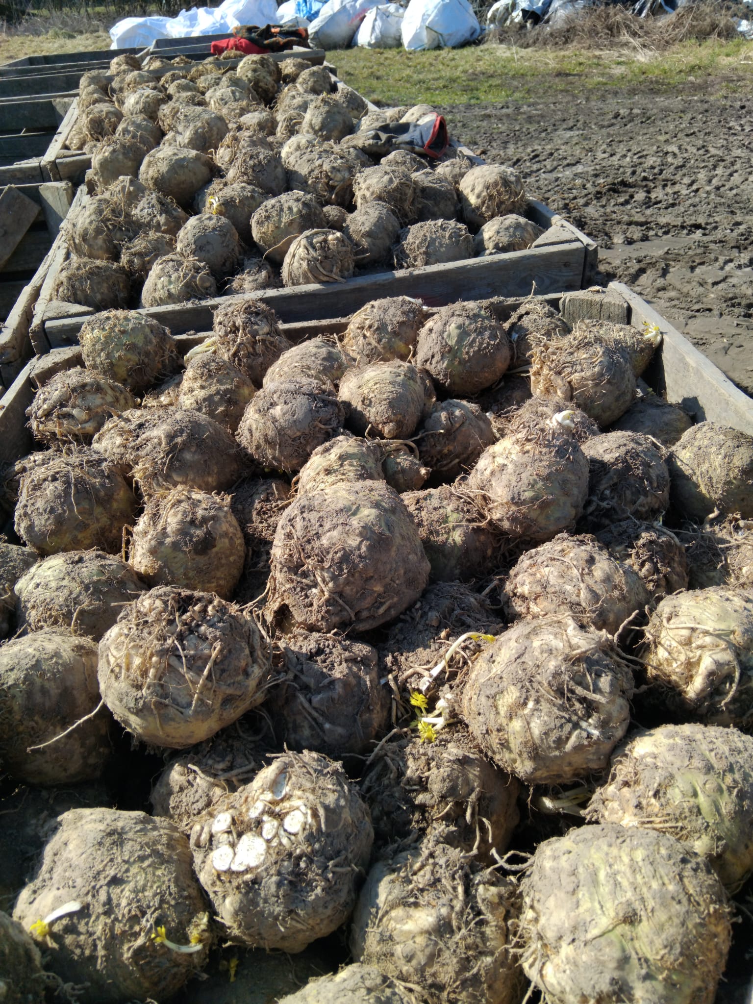 I will sell celery, hand-polished, Dutch varieties, for sale