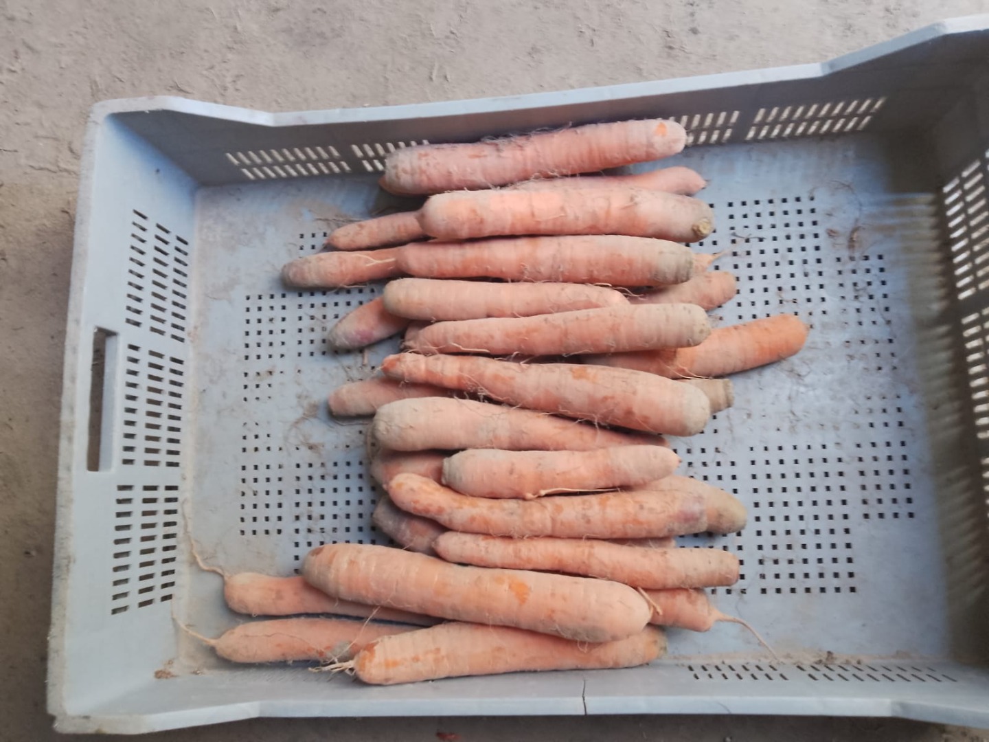 WHOLESALE VEGETABLES FOR SALE - MAZOWIECKIE (Warsaw area)