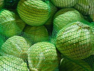 White cabbage - Zoltan variety. White cabbage is ideal