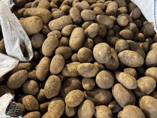 I will sell edible potatoes of the Bernina and