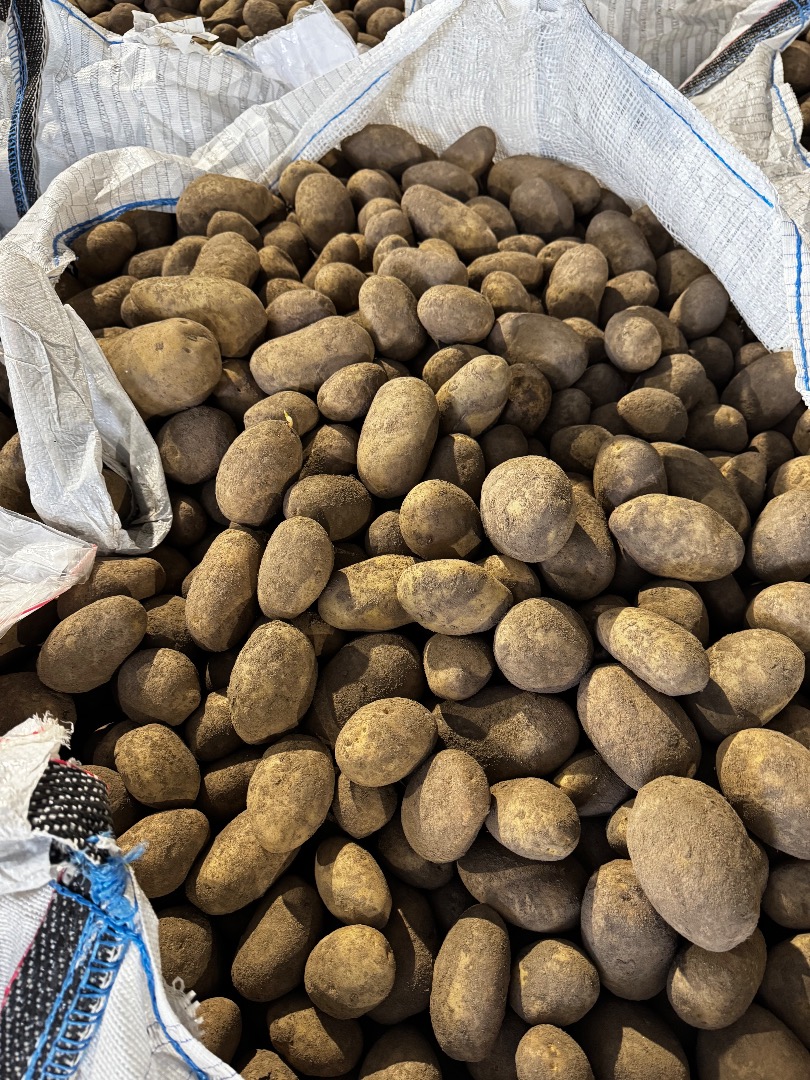 I will sell edible potatoes of the Bernina and Belana varieties, truck quantities