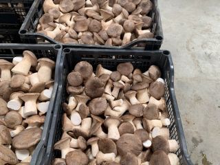 We are AGRIFUNGHI BASILICATA, a company specializing in the