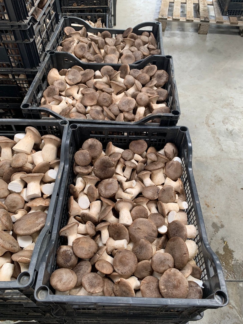We are AGRIFUNGHI BASILICATA, a company specializing in the production of king oyster mushrooms (PLEOROTUS ERYNGII)