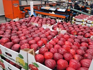 Sale of apples from Moldova - high quality, fresh