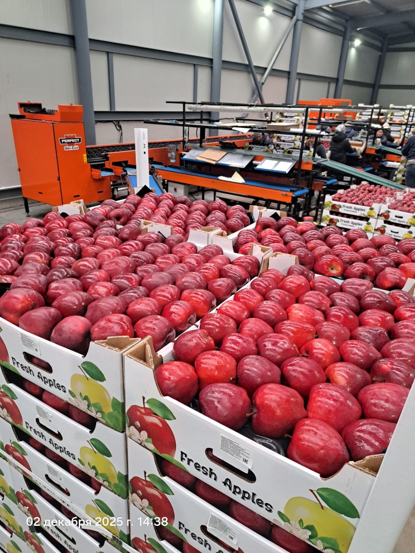 Sale of apples from Moldova - high quality, fresh harvest of 2025