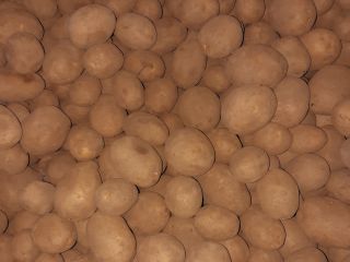 Selling Lilly variety potatoes, predominantly firm-cooking to floury, sorted