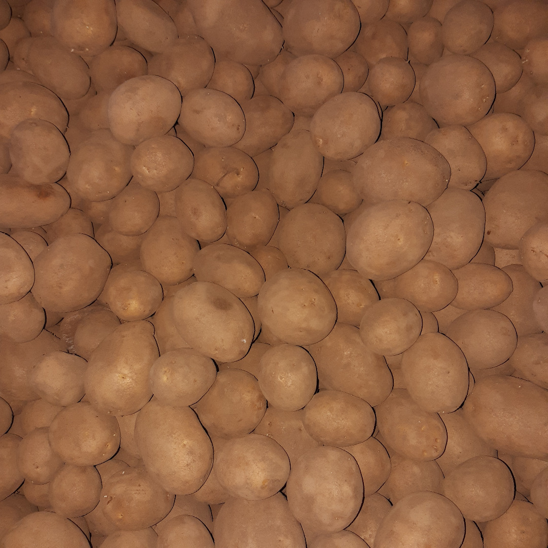 Selling Lilly variety potatoes, predominantly firm-cooking to floury, sorted by arrangement/ 45mm + larger in size