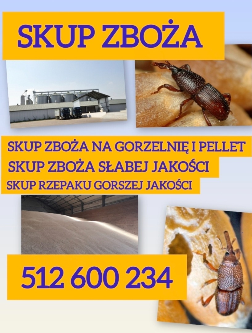 I will buy low quality grain for pellets and distillery, also for feed and consumption