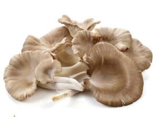 Hello. I'm selling oyster mushrooms in bulk. Price and