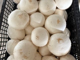I buy champignon mushrooms in very large quantities, I