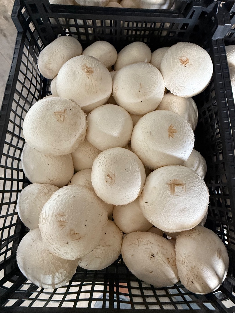 I buy champignon mushrooms in very large quantities, I can also purchase depending on the logistics location, even if there are 5-10 tons in[phone number]