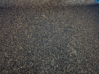 Offering buckwheat (1.9 tons), harvested in 2025, dried, good