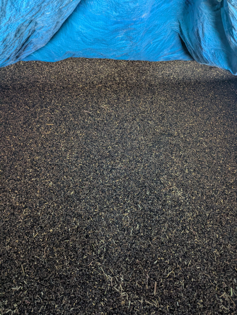 Offering buckwheat (1.9 tons), harvested in 2025, dried, good germination rate