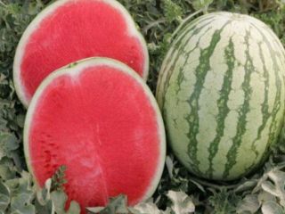 Welcome. Our agricultural company, Garant Agro, located in southern