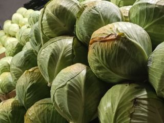 I'm selling white cabbage, Zenon variety, 1-3 cal. Beautiful,