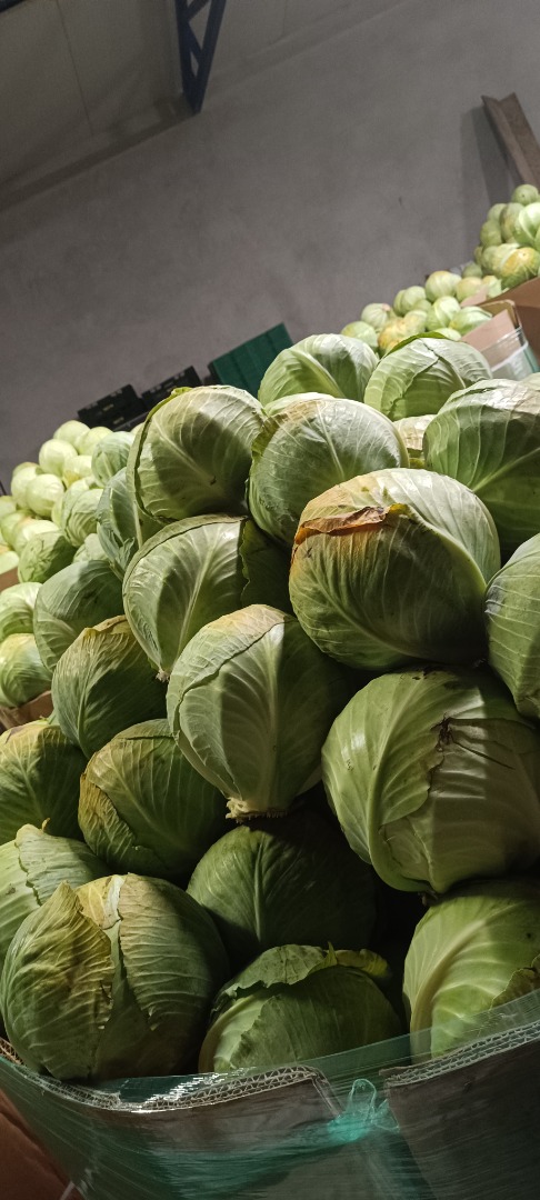 I'm selling white cabbage, Zenon variety, 1-3 cal