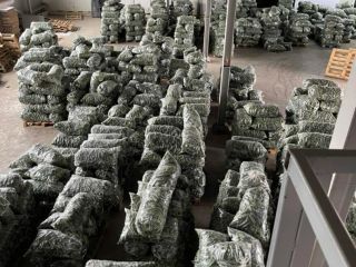 Fresh cucumbers, directly from the producer for export! If