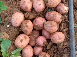 Lady Rosetta Potato| Processing Grade Variety for Chips manufacturing