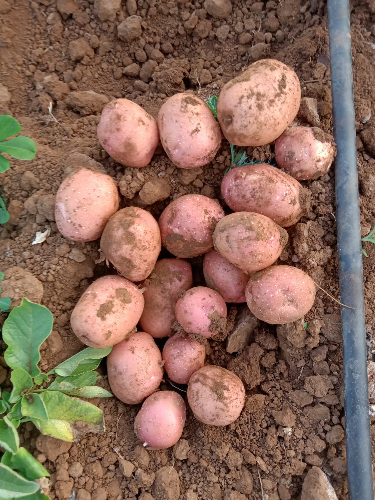 Lady Rosetta Potato| Processing Grade Variety for Chips manufacturing Industries, Gujarat, India Origin Fresh, LR Potatoes ideal for chips, crisps, snacks, and