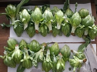 Baby artichokes are fresh and ready to harvest.