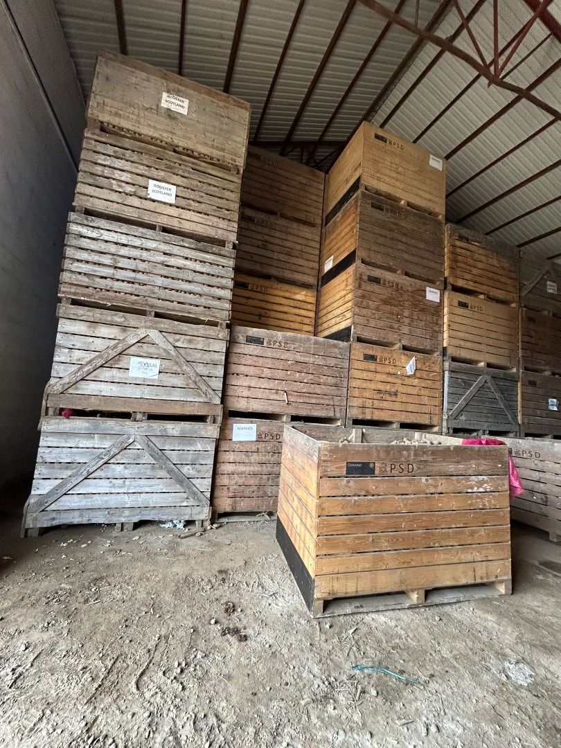 Potatoes for sale: ROOSTER MARKIES LADY ALICE LADY JANE