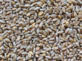 Feed wheat, dry, without foreign odors.