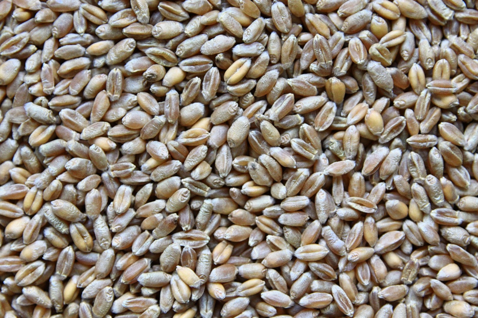 Feed wheat, dry, without foreign odors