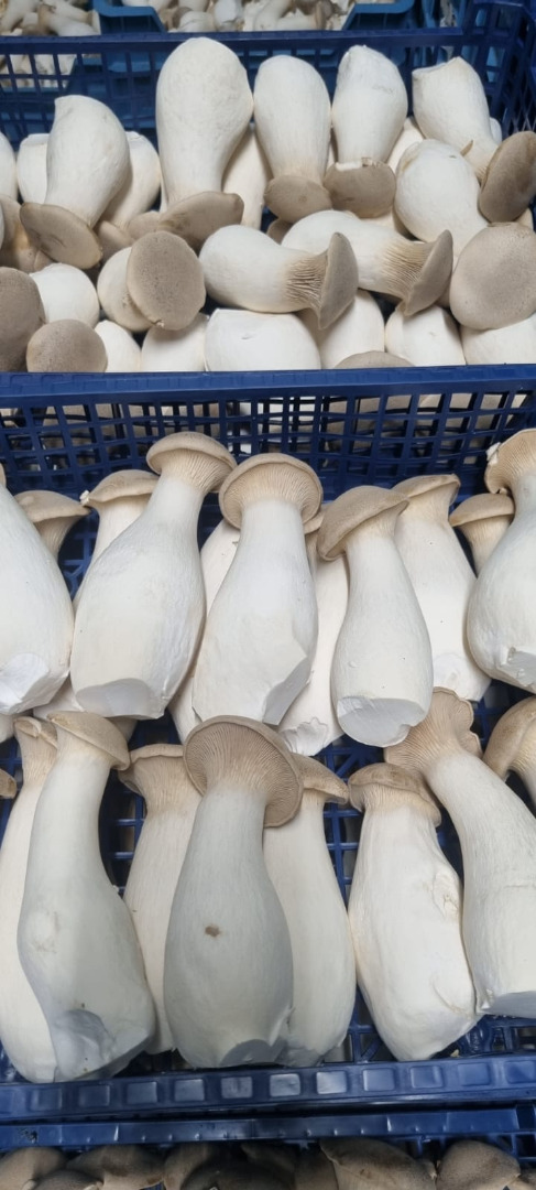 Fresh Eryngii (Oyster mushrooms) for sale