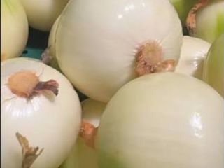 I'm selling peeled onions. I'm looking to establish cooperation