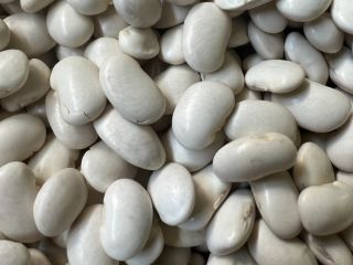 Jaś Karłowy beans harvest September 2025, not dried -