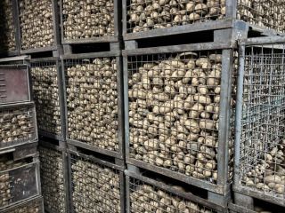 Hello, I have edible potatoes for sale: - variety: