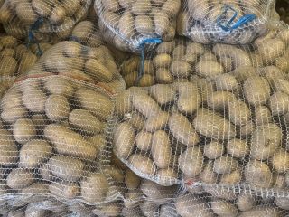 CATANIA potato, smooth skin, pure earth, undamaged, firm, 55+