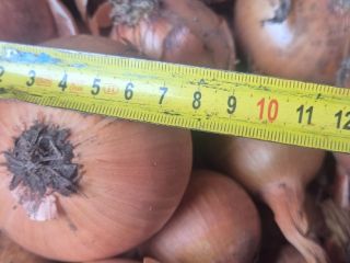 I'm selling Heybelle onions. I'm looking for beveled onions.
