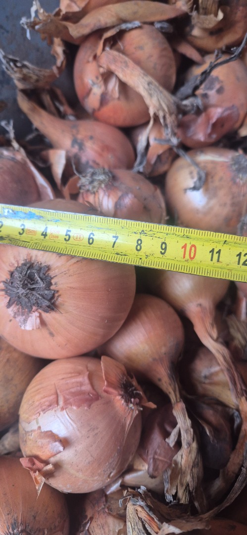 I'm selling Heybelle onions